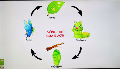 🦋 KHÁM PHÁ VÒNG ĐỜI CỦA BƯỚM – GIỜ HỌC TRẢI NGHIỆM ĐẦY HỨNG THÚ 🦋